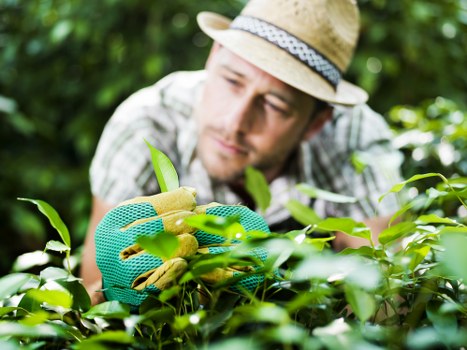 Regular garden maintenance in Homerton creating a clean and healthy outdoor space