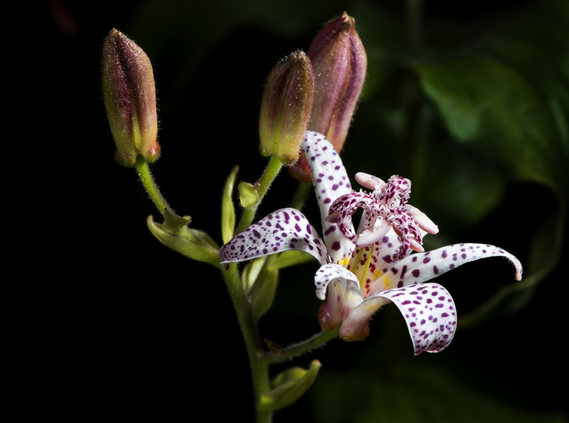garden plants